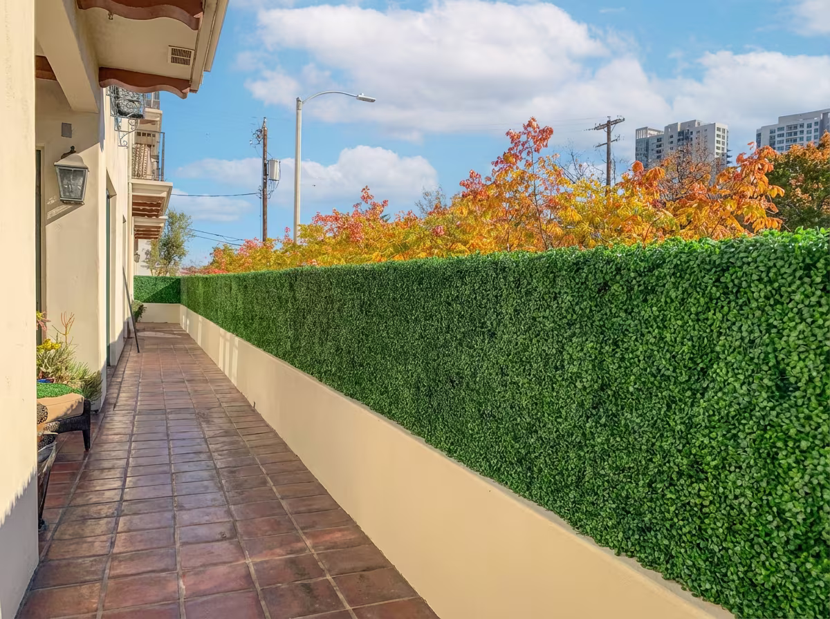 LA balcony privacy hedge